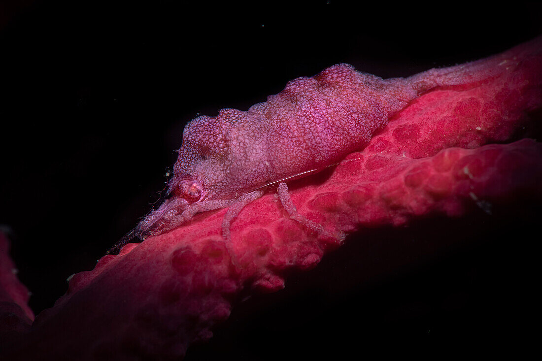 Balssia gasti-Garnelen auf Leptogorgia sarmentosa-Seefächer, Numana, Italien