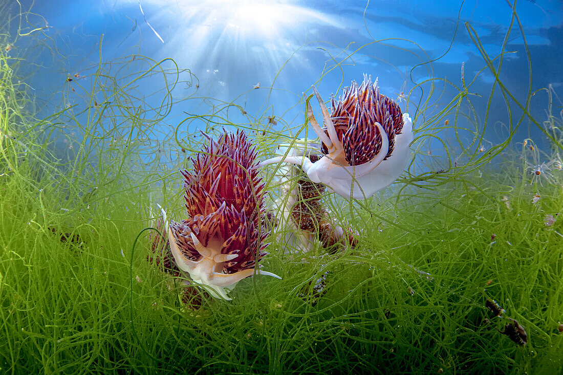 A couple of Godiva quadricolor nudibranches in their natural environment, Italy