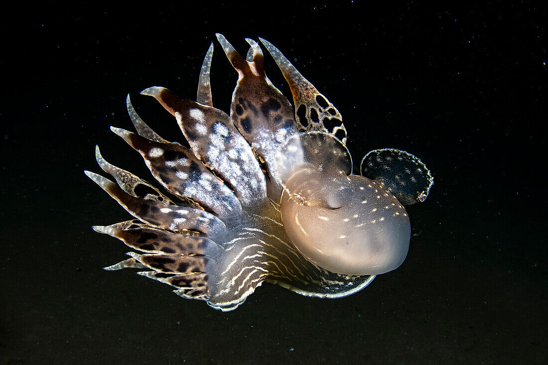 A Tethys fimbria nudibranch swimming quietly in the water column at night, Italy