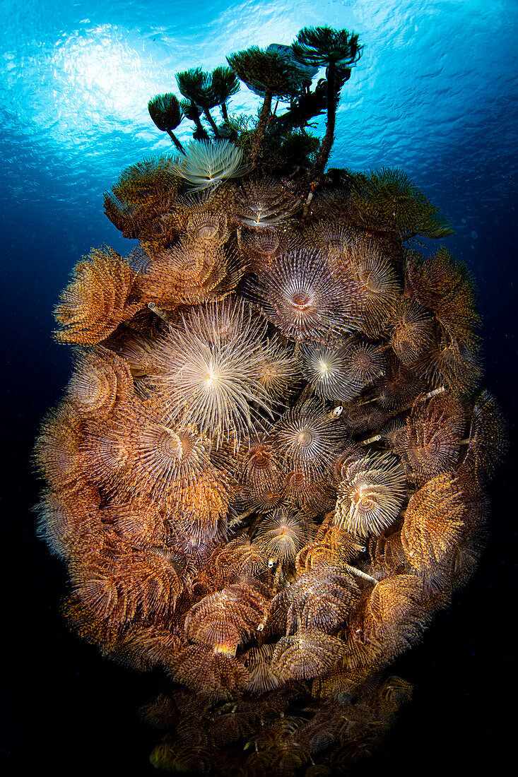 A rope in the Strait of Messina being completely colonized by a kaleidoscopic assembly of multicolor fan worms, Italy
