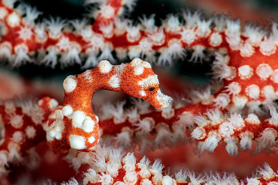 santa claus pigmy seahorse