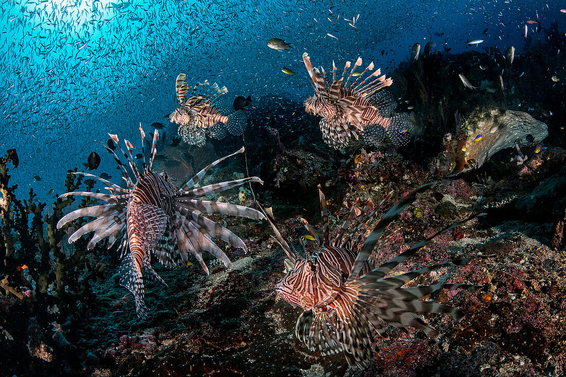 Rotfeuerfisch-Karussell im Korallenriff, Raja Ampat