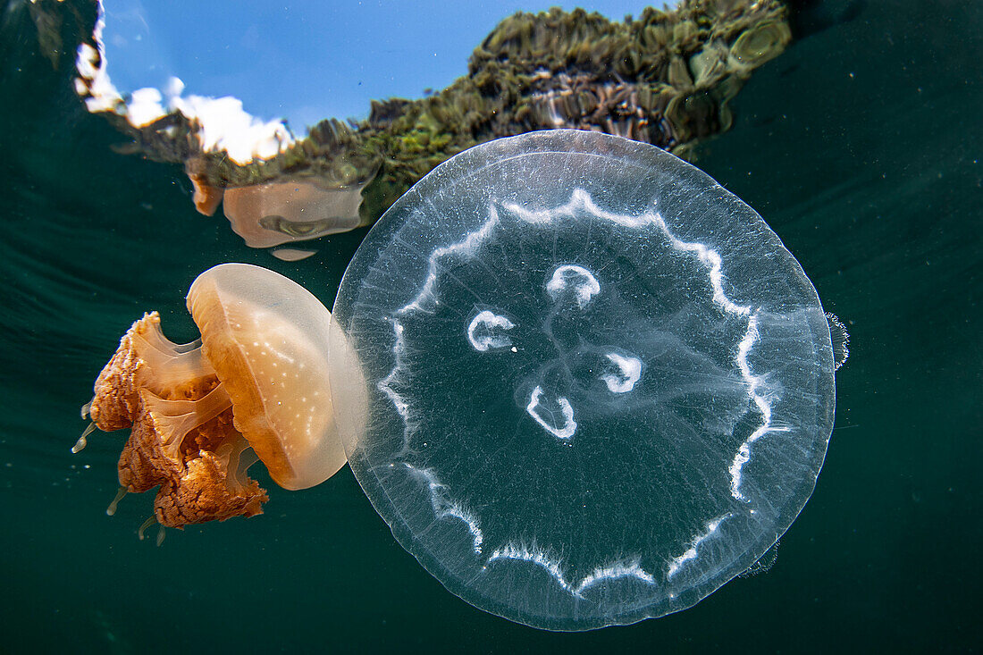 golden jelllyfish and moon jellyfish