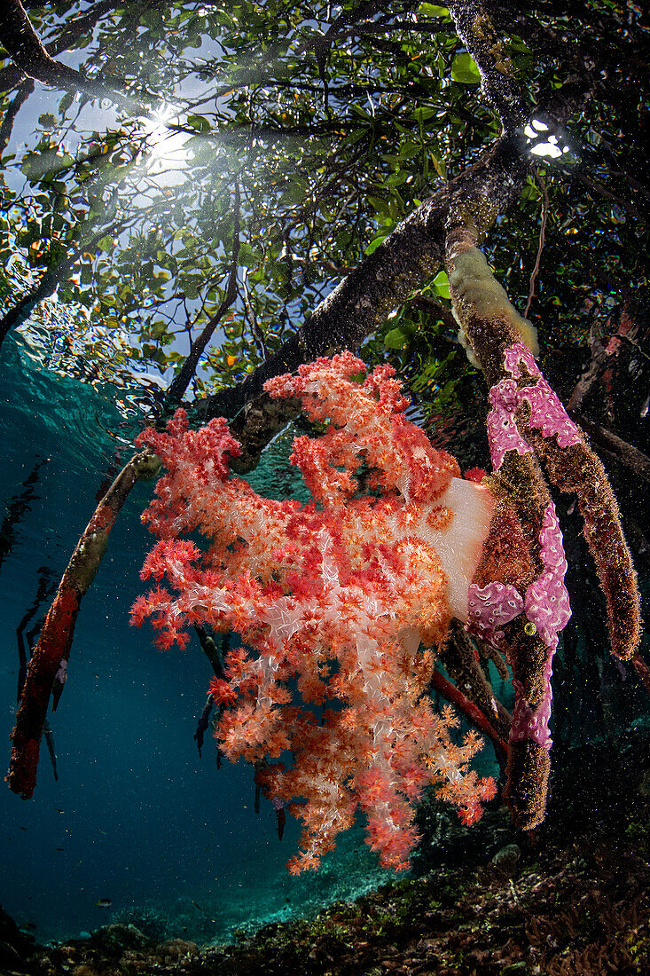 Soft coral in the mangroves