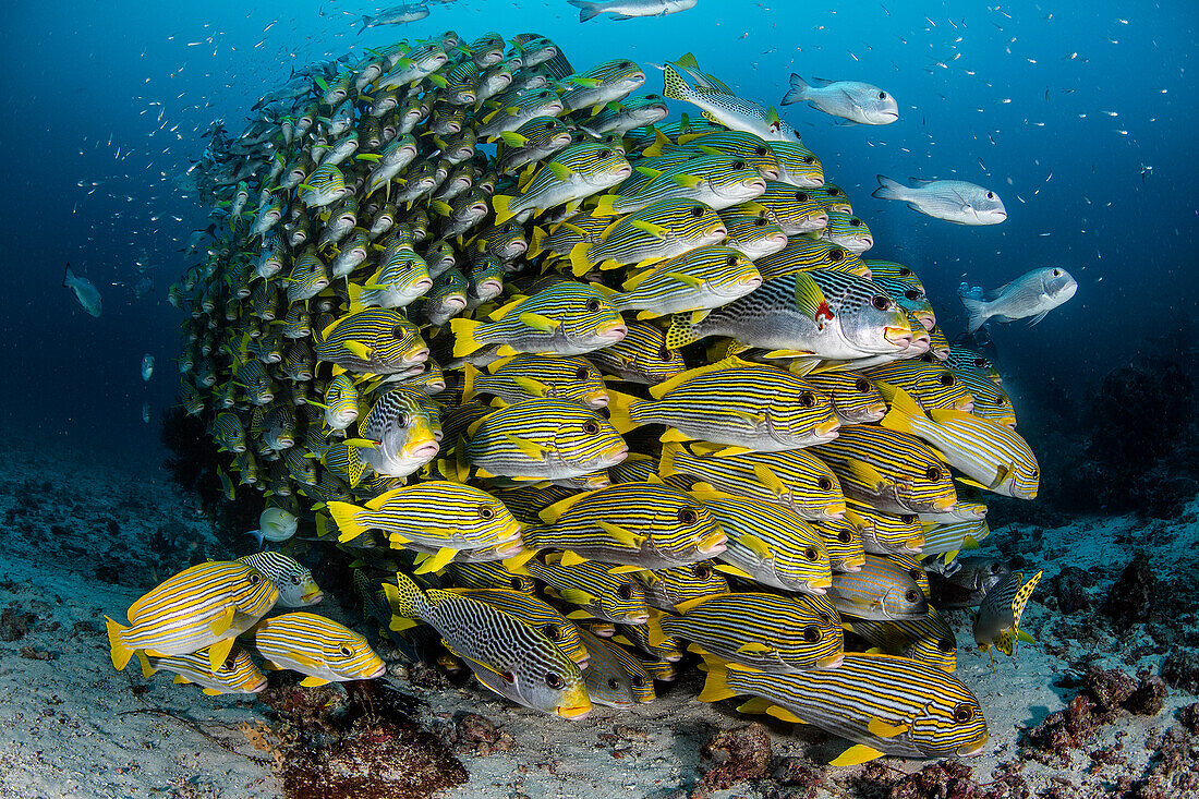 School of sweetlips