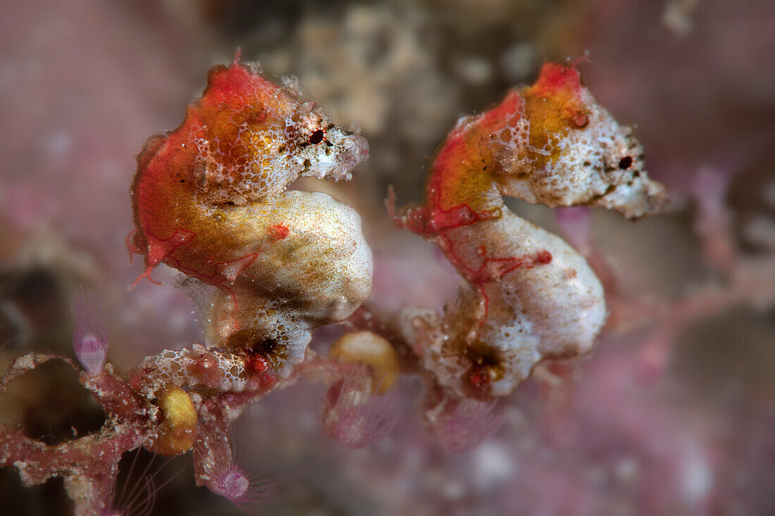 Couple of Pontohi pigmy seahorses