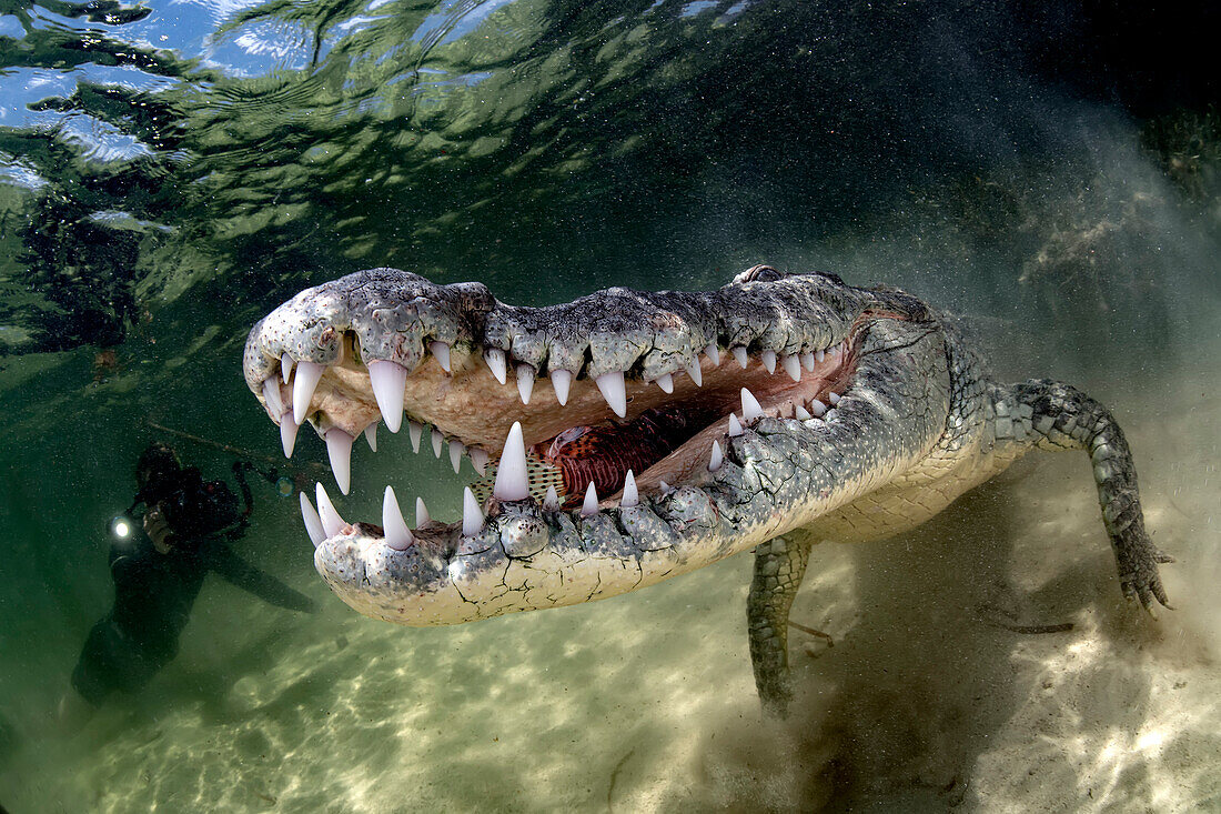 An american crocodile (Crocodylus acutus) in the shallow waters of Banco Chinchorro, a coral reef located off the southeastern coast of the municipality of Othon P. Blanco in Quintana Roo, Mexico.