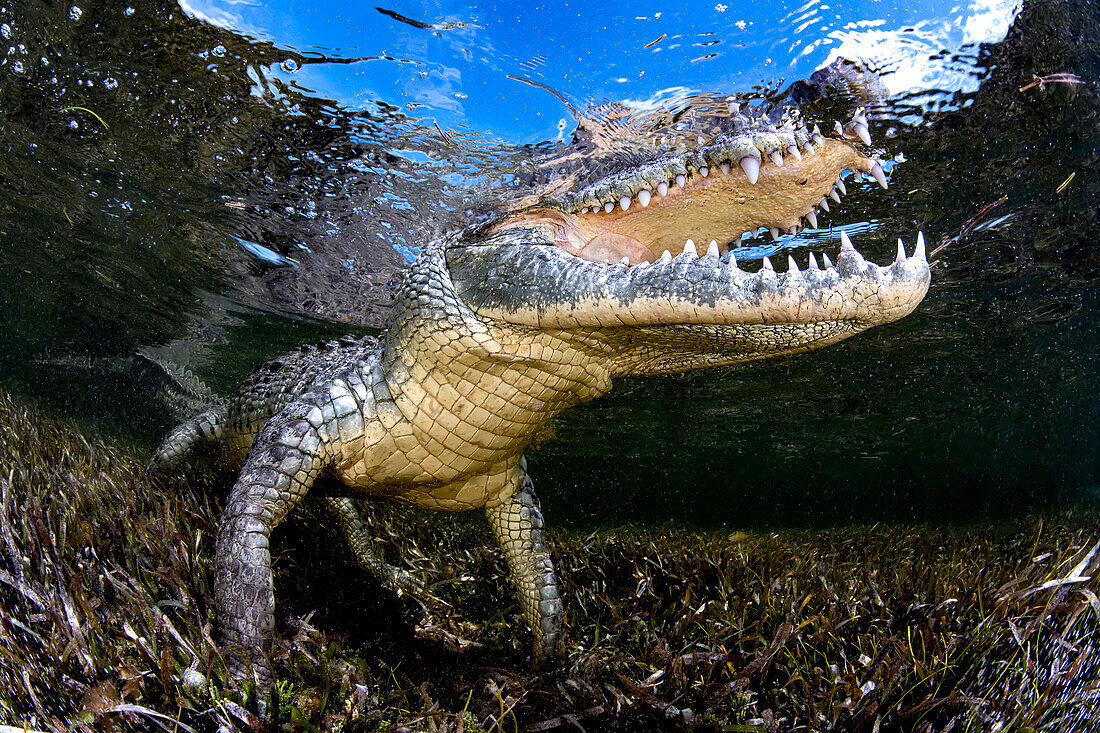 An american crocodile (Crocodylus acutus) in the shallow waters of Banco Chinchorro, a coral reef located off the southeastern coast of the municipality of Othon P. Blanco in Quintana Roo, Mexico.