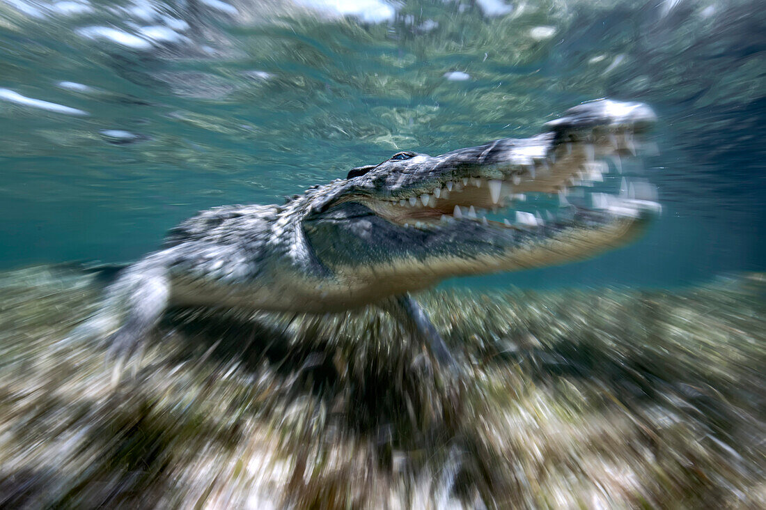 An american crocodile (Crocodylus acutus) in the shallow waters of Banco Chinchorro, a coral reef located off the southeastern coast of the municipality of Othon P. Blanco in Quintana Roo, Mexico.