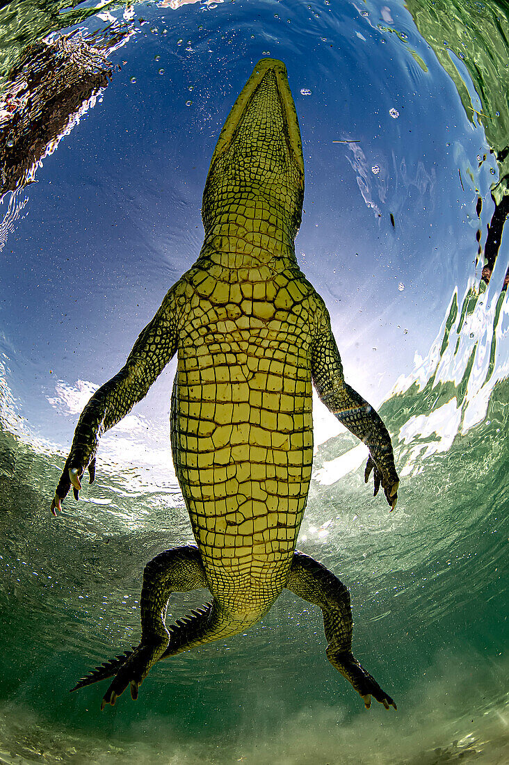 Ein amerikanisches Krokodil (Crocodylus acutus) in den seichten Gewässern von Banco Chinchorro, einem Korallenriff vor der Südostküste der Gemeinde Othon P. Blanco in Quintana Roo, Mexiko.