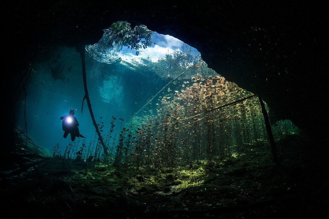 Taucher in der Car Wash Cenote, Mexiko