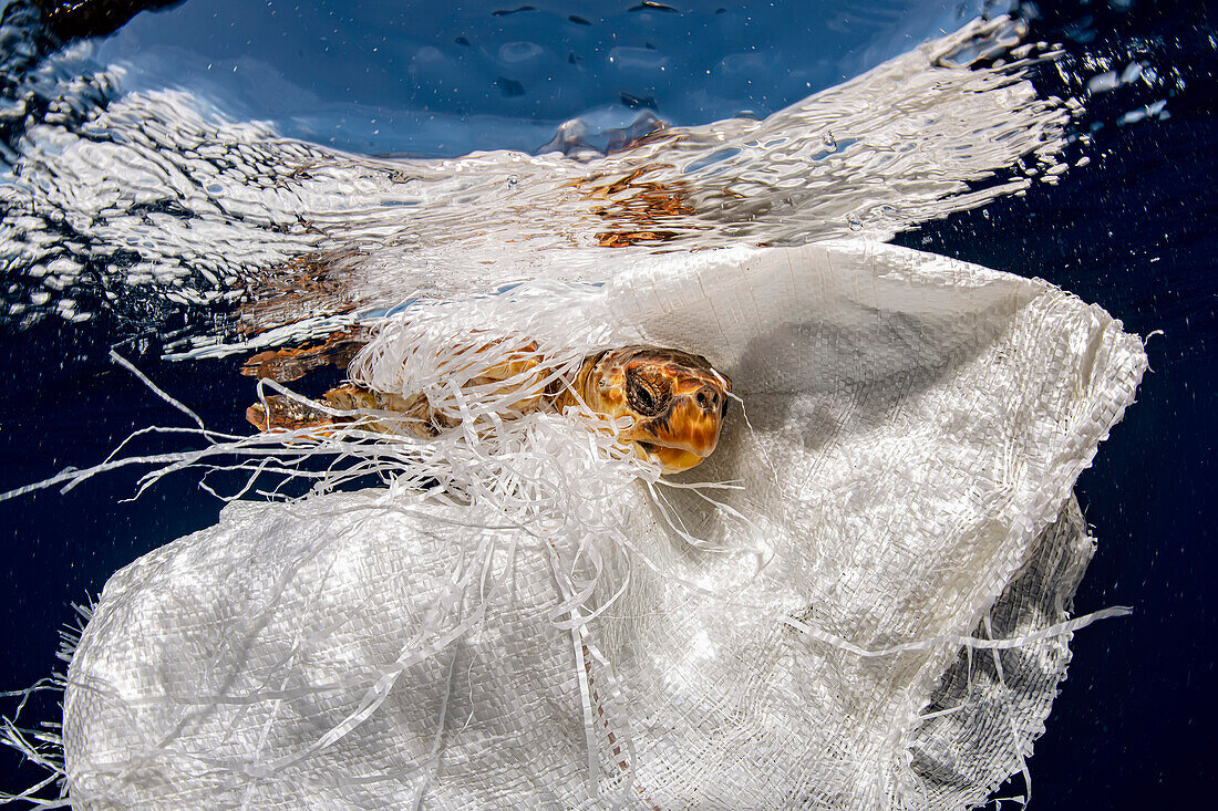 Schildkröte in einer Plastiktüte verheddert
