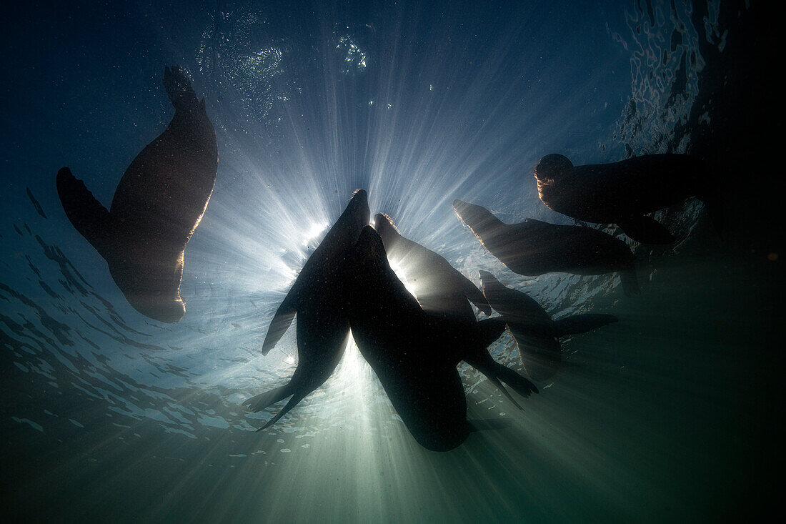 Verspielte Seelöwen in Los Islotes, Baja California