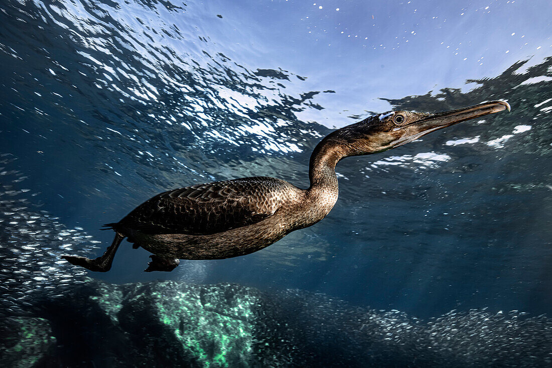 Cormorants hunting sardines in Mexico