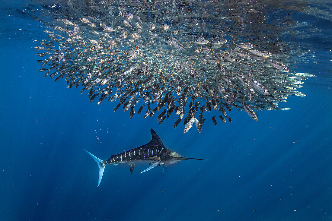 Striped marlin chasing a ball of mackerel fish, Mexico