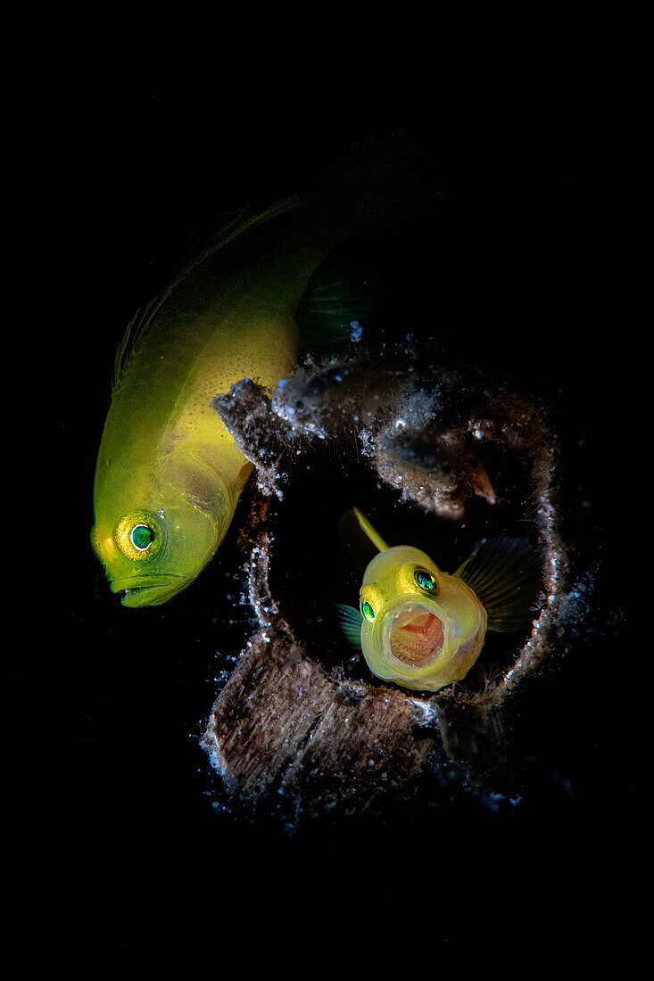 Zwei gelbe Zwerggrundeln (Lubricogobius exiguus) in ihrem Holzunterstand