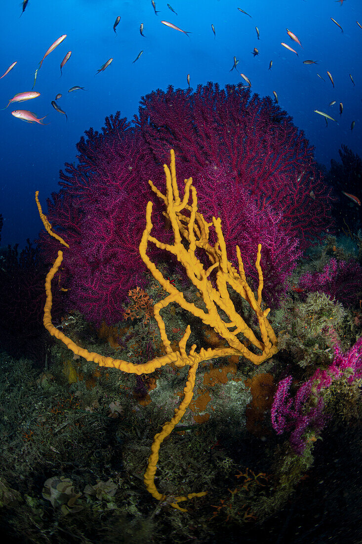 Punta Del Fenaio reef in Giglio island