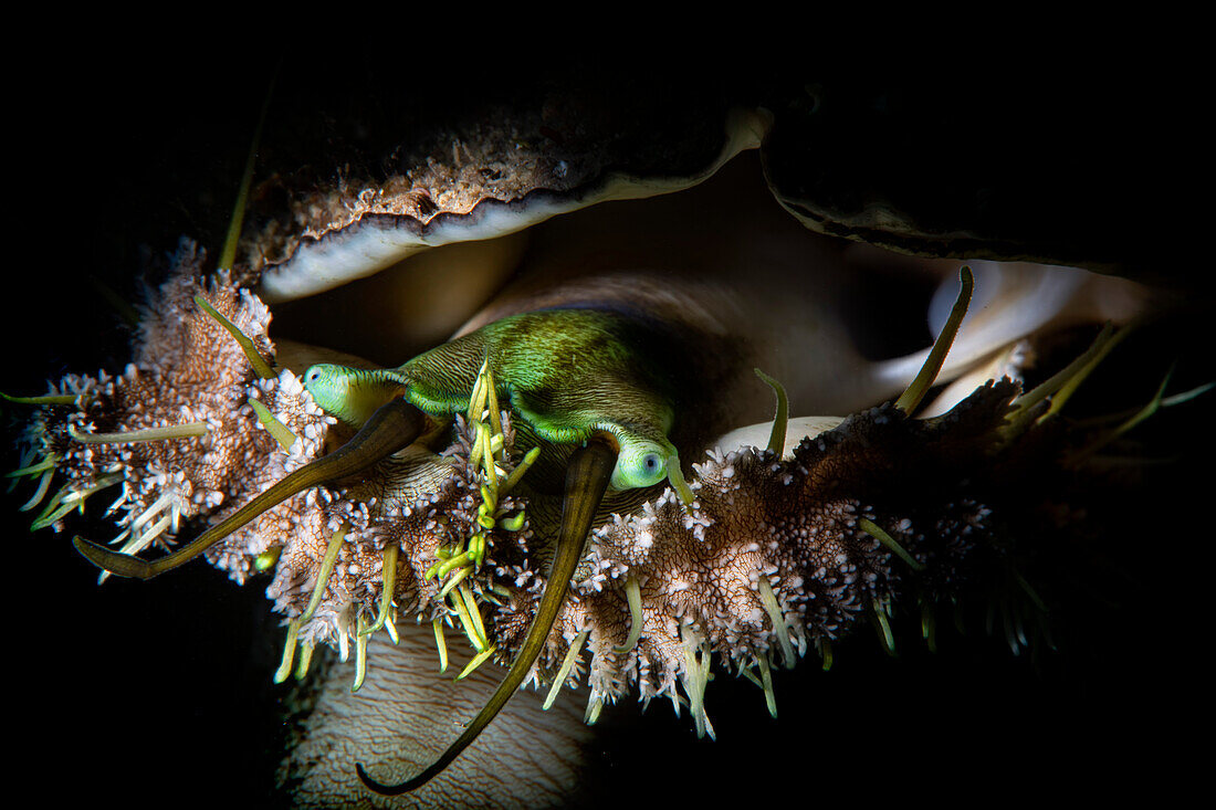 green ormer sea snail (Haliotis tuberculata)