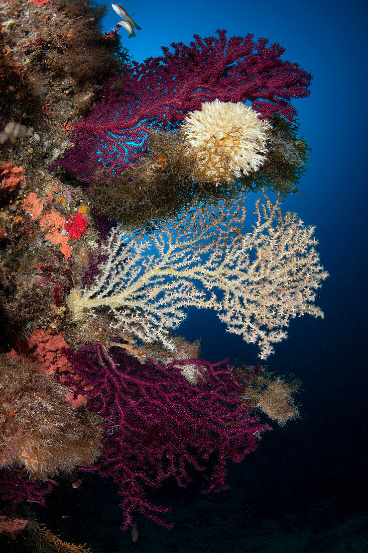 Ein tiefes mediterranes Riff auf der Insel Favignana, Italien