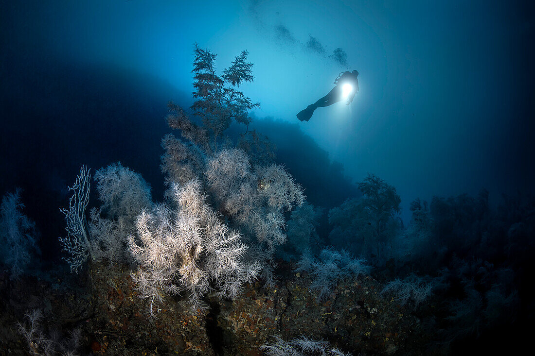 Ein mythischer mediterraner Tiefseetauchplatz, die Atlantide Untiefe, gekennzeichnet durch das Vorhandensein einer riesigen Kolonie von schwarzen Korallen (Antipathella subpinnata). Insel Favignana (Ägadischer Archipel) - Trapani (Italien)