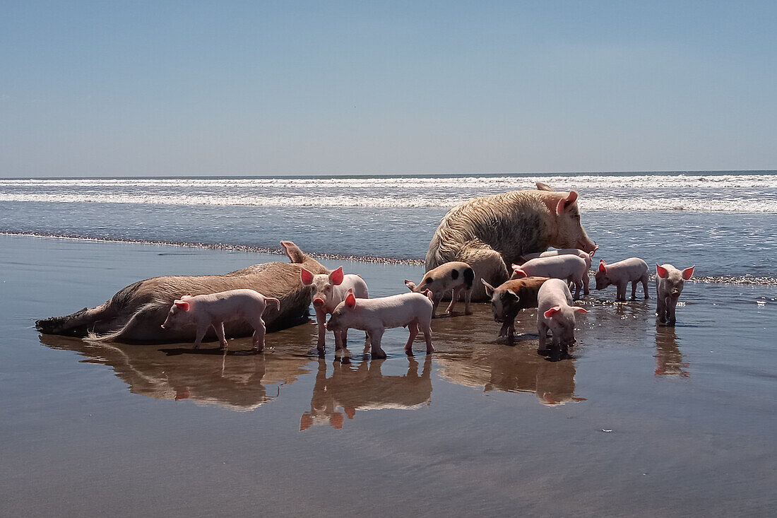Familiengruppe mit Schweinen und Ferkeln am Strand von Jiquilillo, Nicaragua