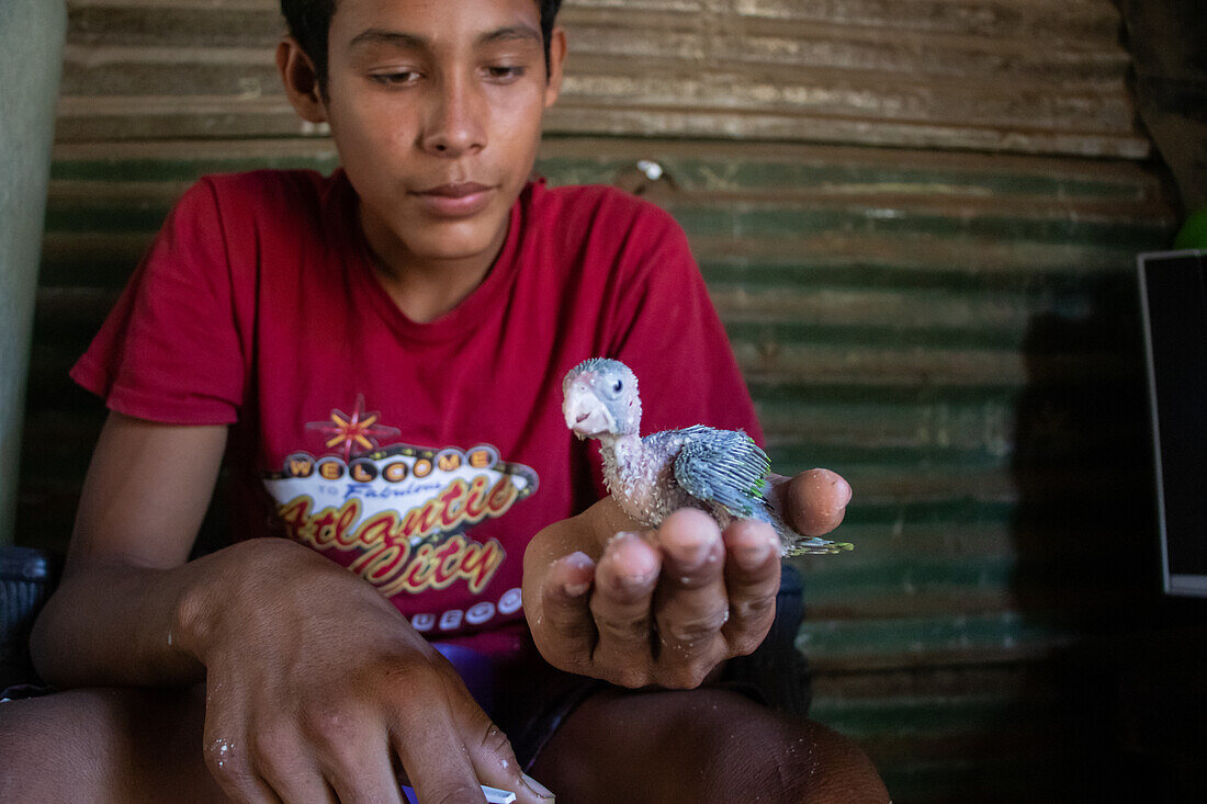Kleiner Junge hält ein Vogelküken in Jiquilillo, Nicaragua