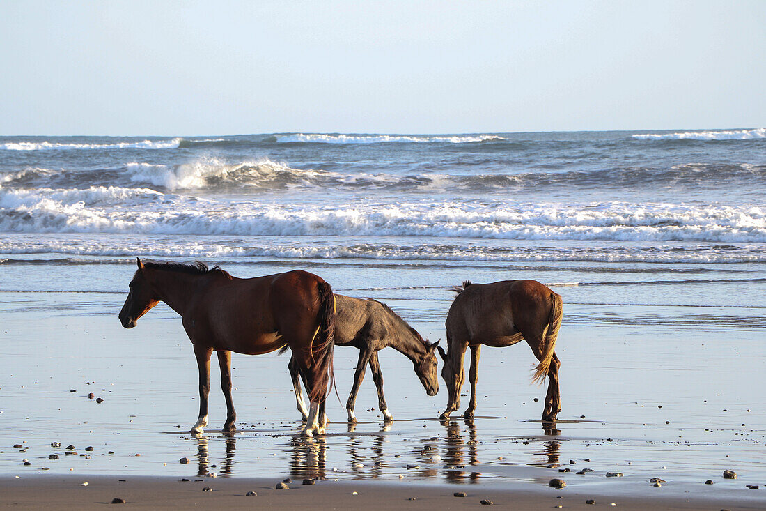Gruppe von Pferden am Strand von Jiquilillo, Chinandega, Nicaragua