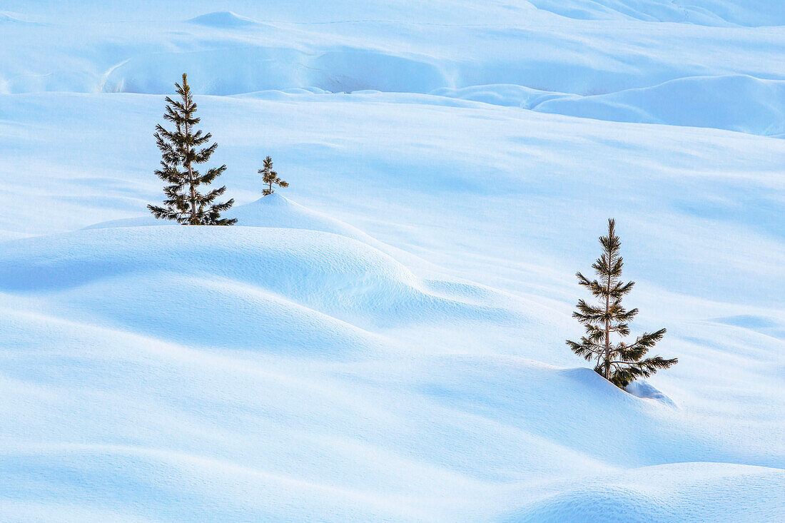Bäume auf den verschneiten Wiesen des Fotschtals, Sellrain, Innsbrucker Land, Tirol, Österreich, Europa