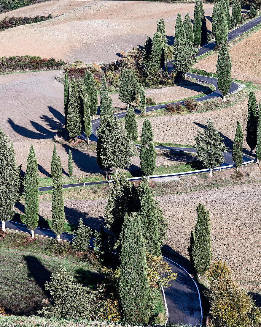 straße mit zypressen in Monticchiello, monticchiello, Siena, Italien, westeuropa, europa