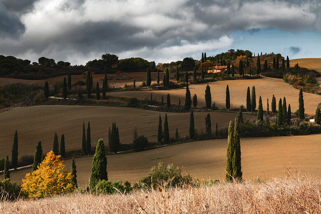 road with cypress curves at the mouth near Montepulciano in Val d Orcia, Montepulciano, siena, Tuscany, italy, Western Europe, europe