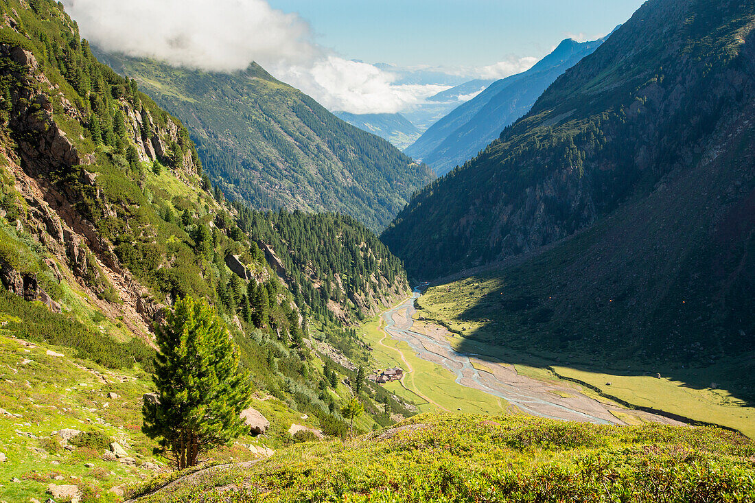 Ein Baum über dem Sulzenauer Hochplateau mit dem Stubaital im Hintergrund, Neustift im Stubaital, Innsbruck Land, Tirol, Österreich, Europa