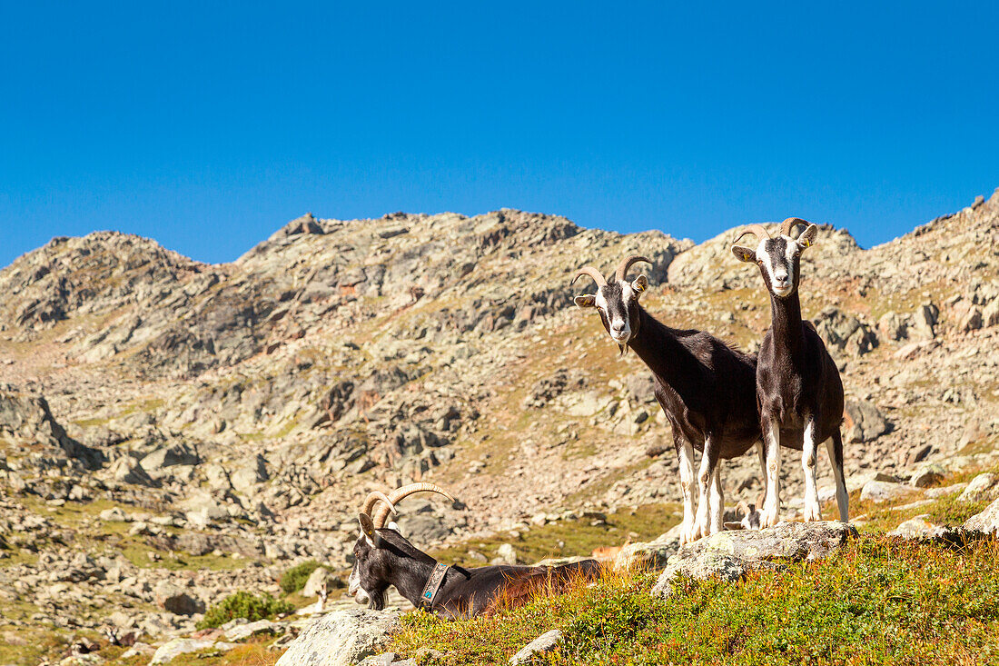 Zwei neugierige Ziegen auf dem Weg zur Nürnberger Hütte, Langental, Neustift im Stubaital, Innsbruck Land, Tirol, Österreich, Europa