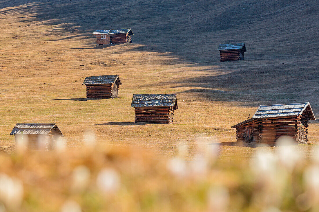Barns in a meadow of blooming Crocuses, Pfundser Tschey, Pfunds, Landeck, Tiroler Oberland, Tyrol, Austria, Europe