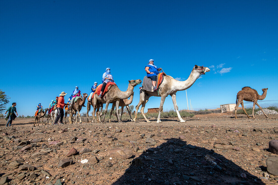 Agafay Wüste Kamel reiten Marokko