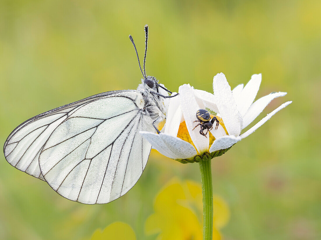 Schmetterling mit lauernder Spinne, Aporia crataegi, Casareggio, Ligurien, Italien