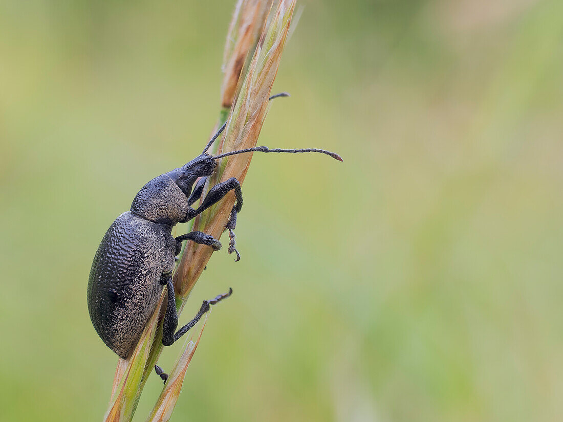 Rüsselkäfer, Curculionidae, Vobbia, Ligurien, Italien