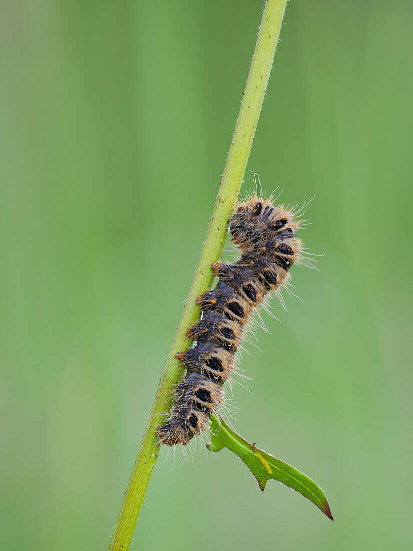 Lasiocampa quercus, caterpillar, Vobbia, Italy