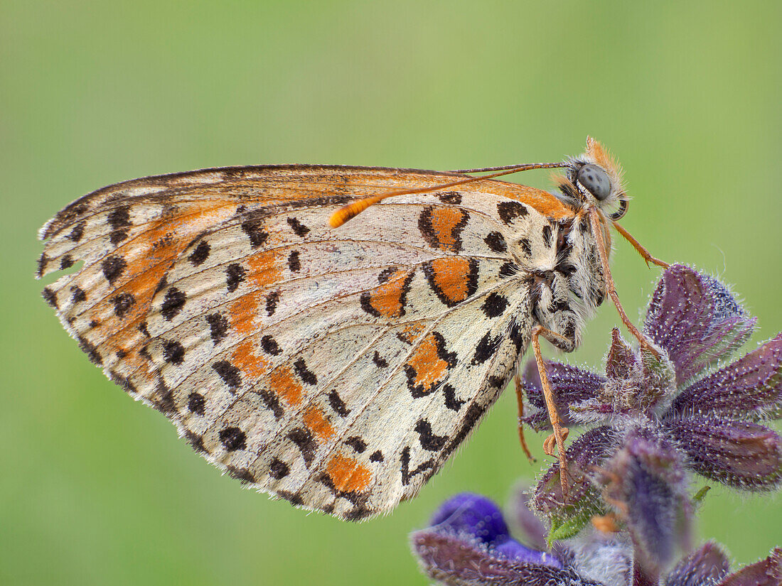 Melitaea didyma, piemont, salata, italien