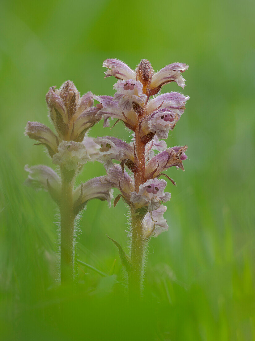 Orobanche, Vobbia, Liguria, Italy