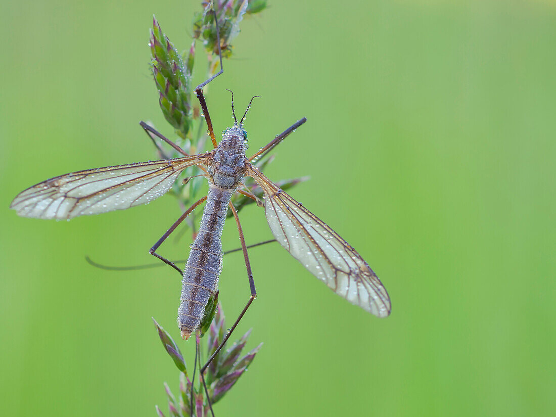 Tipula, Casareggio, Ligurien, Italien