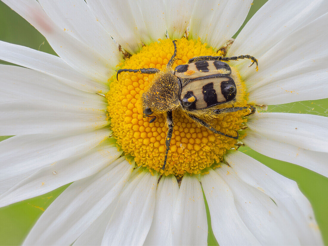 Trichius, Vobbia, Liguria, Italy