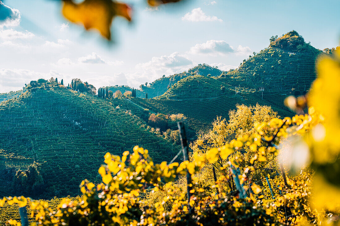 Hügel und Weinberge in der Nähe von Valdobbiadene, an der Straße des Prosecco, des berühmten weißen Schaumweins. Herbstszene, Venetien, Italien
