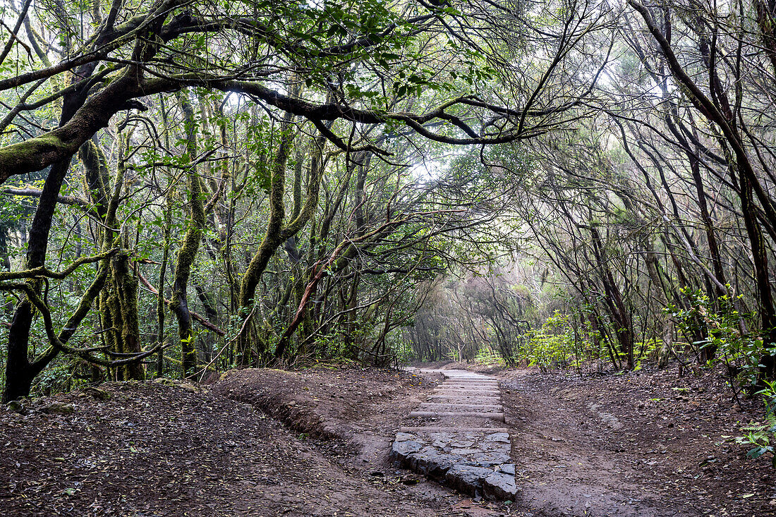 Spain, Canary Islands, Tenerife, Sendero Cruz del Carmen