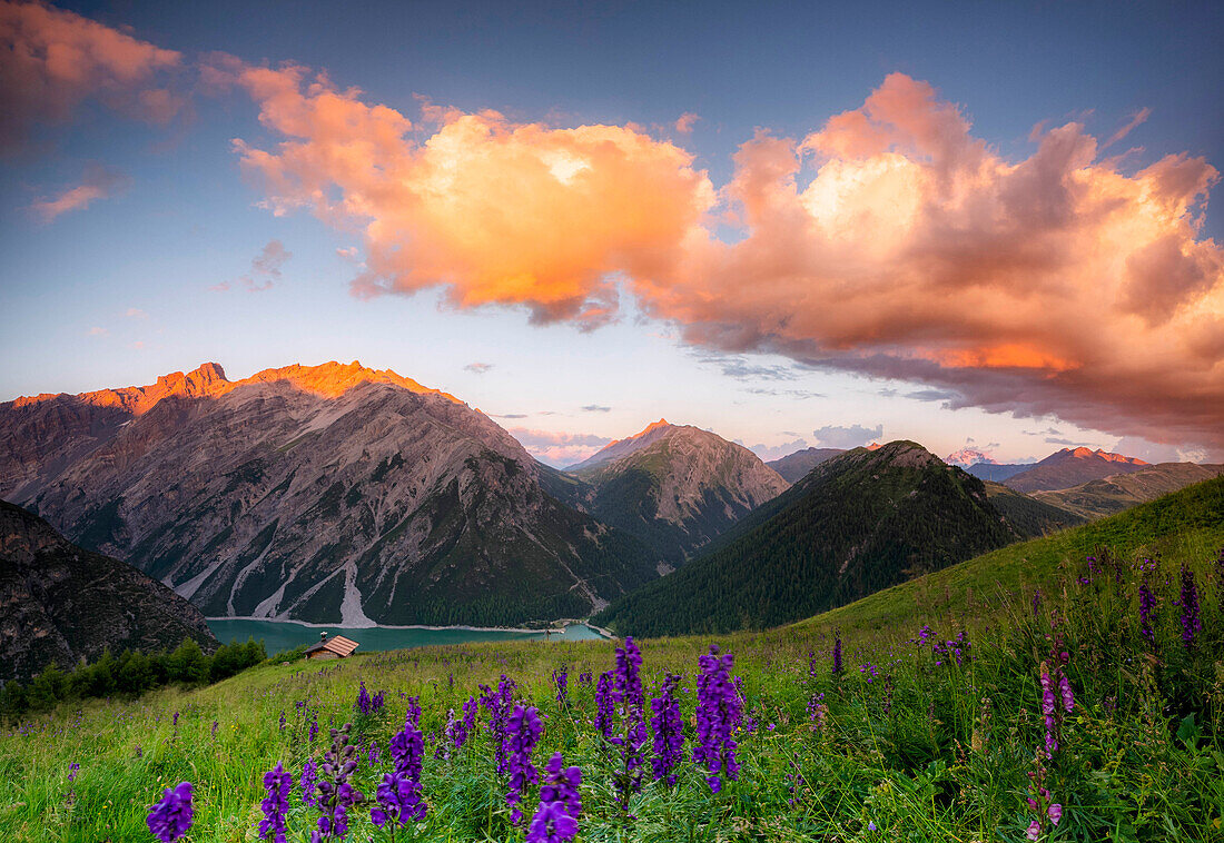 Colourful sunset with lonely cabin and orang clouds and pink flowers in the foreground. Livigno valley, Valtellina, Lombardy, Italy, Europe.