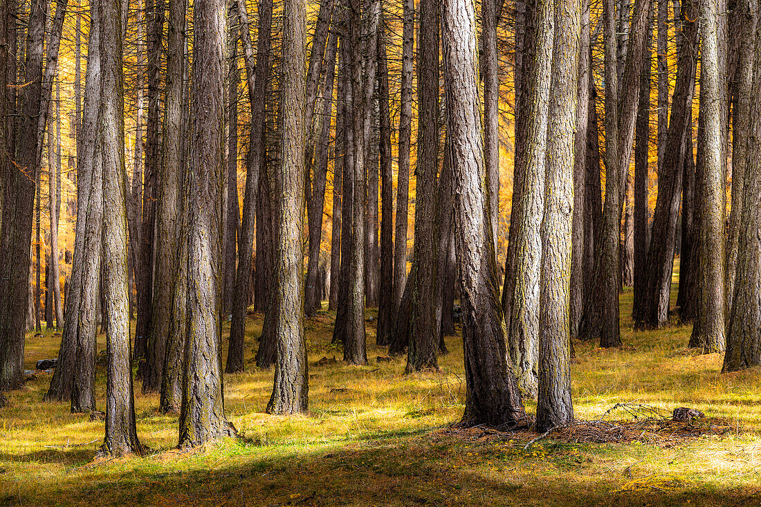 Detail des Talai-Waldes im Herbst. Kurischer Vinschgau, Südtirol, Italien.