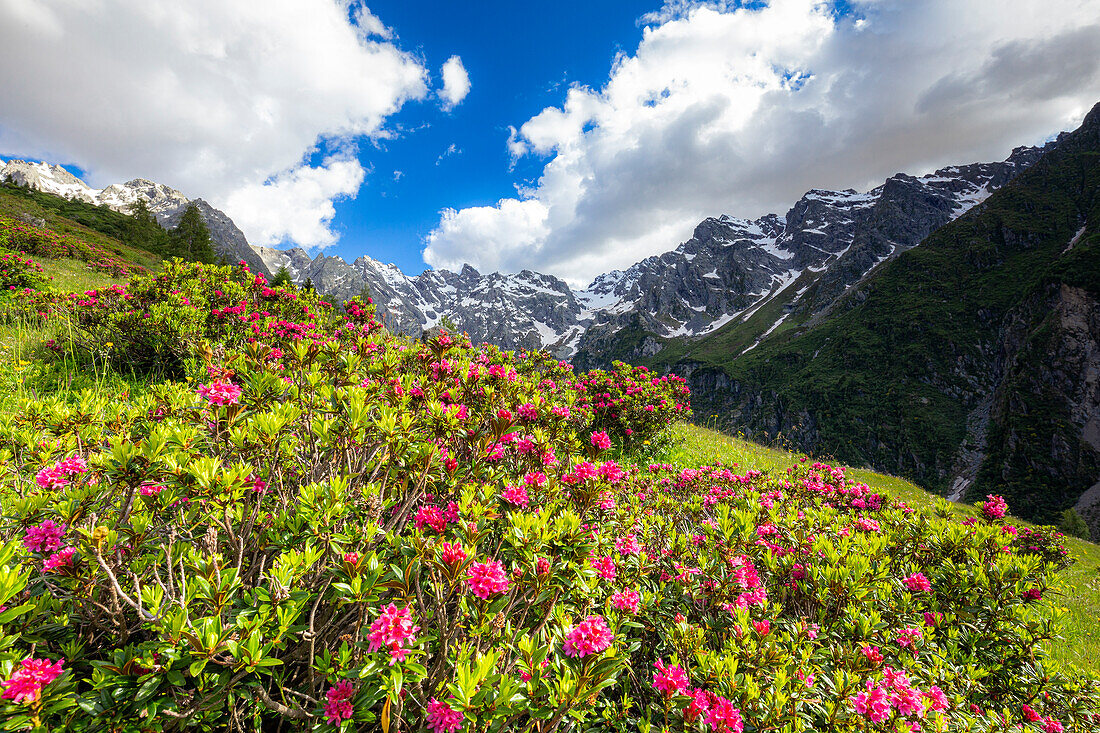 Flowering of rhododendrons in Val d'Arigna, Valtellina,Orobie Alps, Lombardy, Italy, Europe