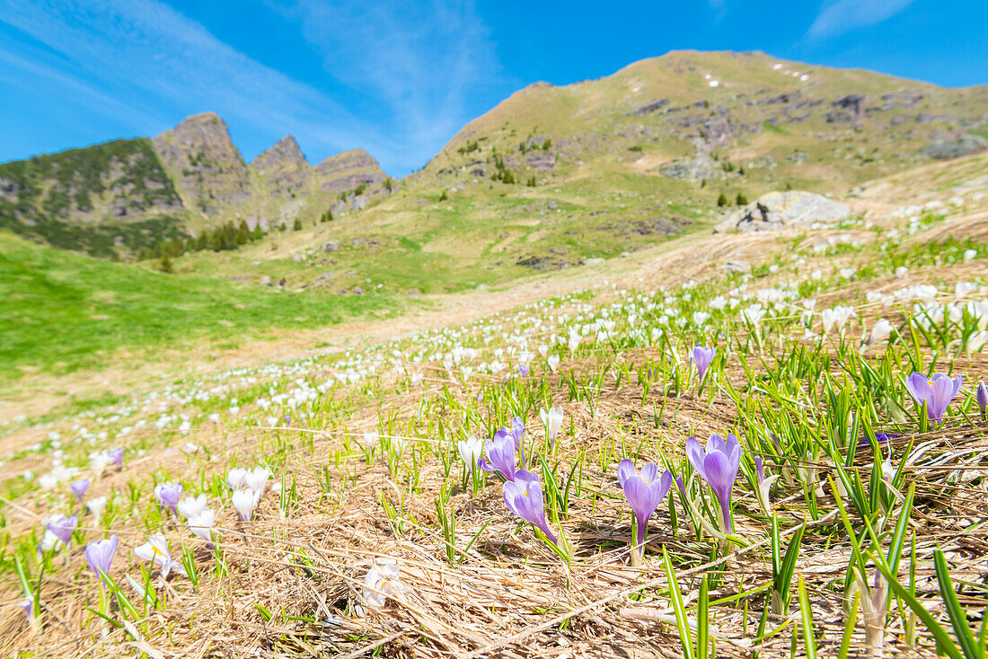 Blühender Krokus in Baita Monte Campo, Val Brembana, Alpi Orobie, Provinz Bergamo, Lombardei, Italienische Alpen, Italien