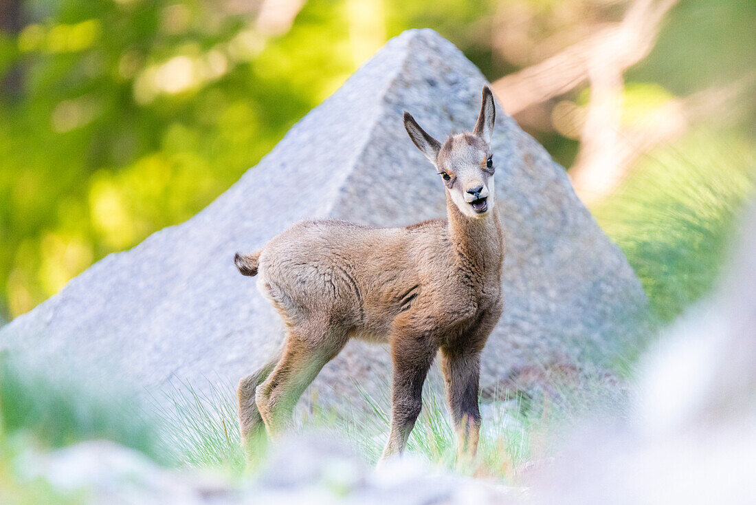 A puppy of chamois, Valle dell Orco, Gran Paradiso National Park, Province of Turin, italian alps, Piedmont Italy