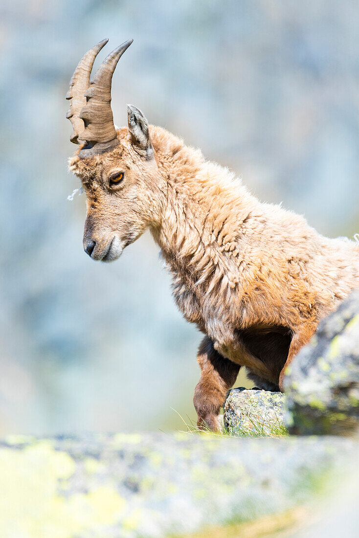 Junger Steinbock, Valle dell Orco, Nationalpark Gran Paradiso, Provinz Turin, italienische Alpen, Piemont, Italien