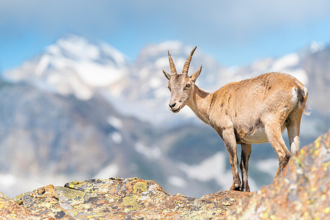 Steinbockweibchen, Vallone delle Cime Bianche, Val d Ayas, Italienische Alpen, Aosta-Tal, Italien